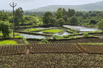 Landscape view of rice farming near Bhor, Pune