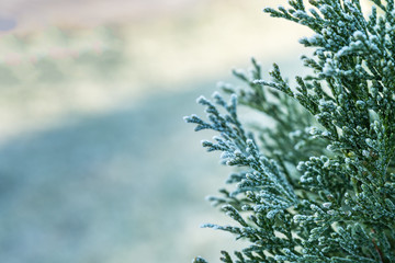 First freeze. Thuja tree with hoar frost.