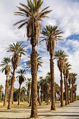 Palm trees at Furnace Creek Ranch in Death Valley in California in the USA
