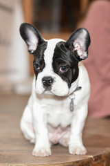cute french bulldog puppy dog portrait