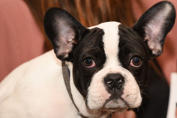 cute french bulldog puppy dog portrait