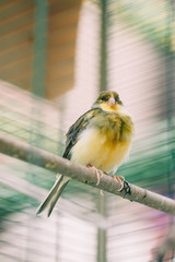 Colorful parrots birds inside in a cage