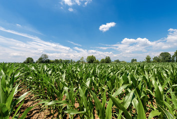 Green Corn Fields with Blue Sky and Clouds © Alberto Masnovo