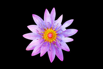 The close up of purple or violet lotus with the black background , isolated style.