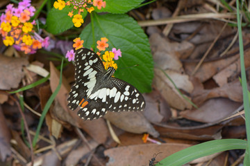A Beautiful Butterfly