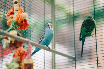 Colorful parrots birds inside in a cage - Powered by Adobe
