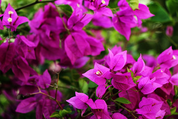 Fototapeta na wymiar A beautiful flower of purple bougainvillea blooming in a natural environment