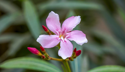 Pink Barmasi