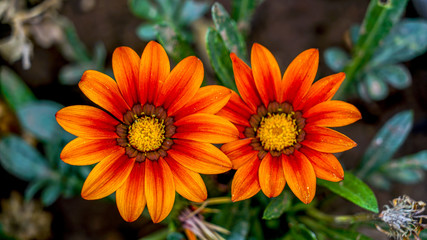 Sun Flower