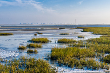 Salzwiese am Wattenmeer vor Bremerhafen