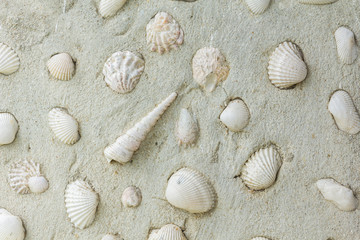 Shell wall, Background texture