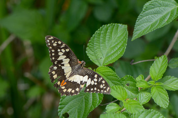 A Beautiful Butterfly