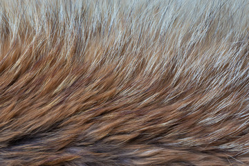 Red and gray fur  closeup