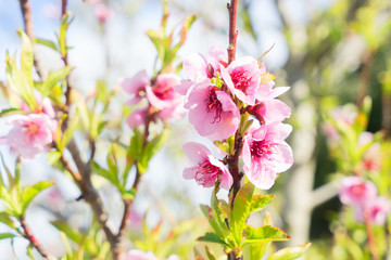 Peach tree blossom
