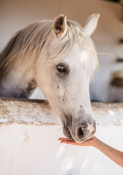 Horse feeding by a woman hand in the stable