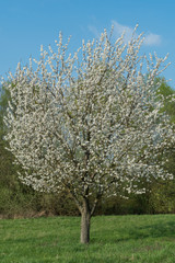 Fototapeta premium Blühender Kirschbaum