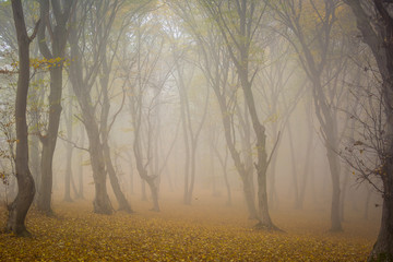 Amazing atmosphere in The Hoia Baciu forest, one of the most haunted forest in the world. It's very knowed for the unexplained phenomena.It was a beautiful foggy and colorful morning.
