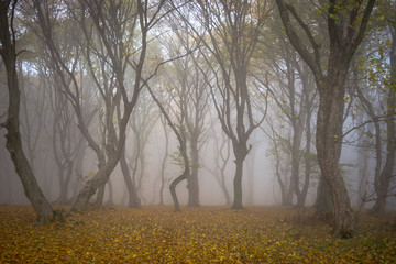 Amazing atmosphere in The Hoia Baciu forest, one of the most haunted forest in the world. It's very knowed for the unexplained phenomena.It was a beautiful foggy and colorful morning.