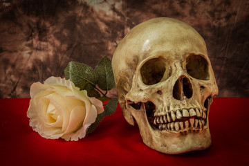 Still life with a human skull with a fake white rose