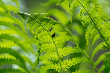 Beautiful wild green fern