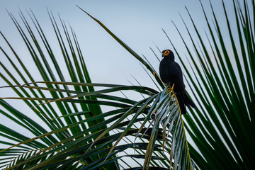Obraz premium Black Caracara in the jungle of Surinam