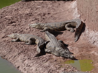 crocodil