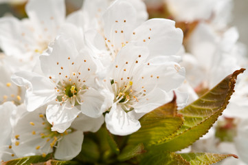 Blühender Kirschbaum