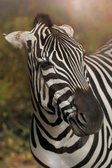 zebra,