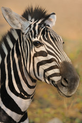 Plakat zebra,