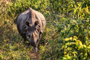Fototapeta premium Indian Rhinoceros, Rhinoceros unicornis, Chitwan NP, Nepal