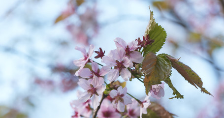 blossoming sakura tree in spring