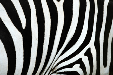 Fototapeta na wymiar zebra,