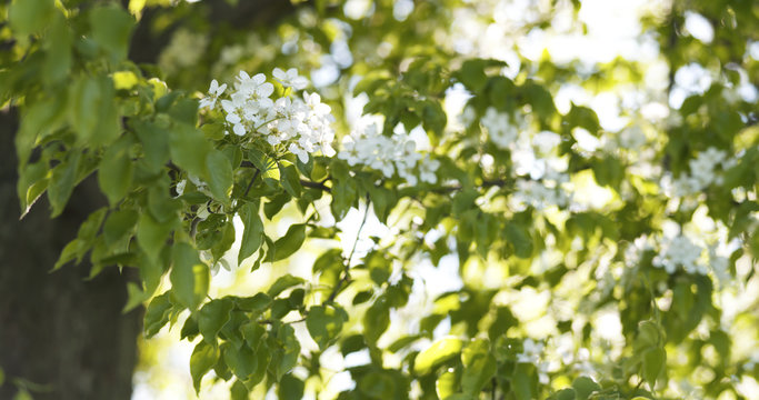 apple tree with white flowers in a garden