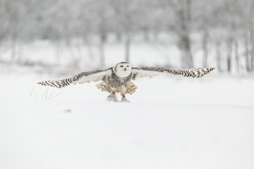 Snowy Owl in Flight over Snow Field
