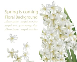 hyacinth white flower bouquet isolated background Vector realistic. Spring is coming card illustrations