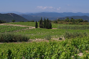 Fototapeta na wymiar vignes et cyprés dans le sud de la France