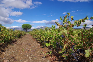 Fototapeta na wymiar Vignes sur fond de montagne 