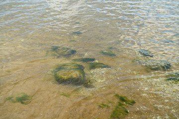 closeup shot of baltic sea shore at autumn morning