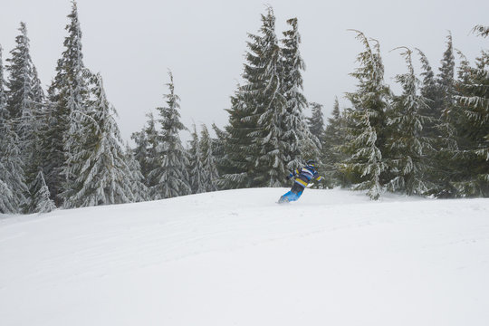 Snowboarder rides amidst huge snow-covered fir trees, in a hard conditions
