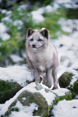 Winter Portrait of Grey Polar Fox.