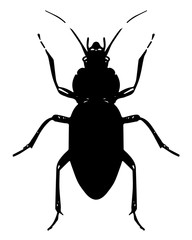 Echter Laufkäfer - Carabus - ground beetle