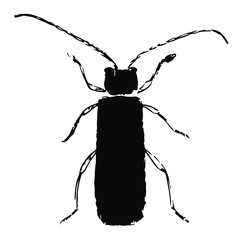 Weichkäfer - Cantharidae Elateroidea - beetle