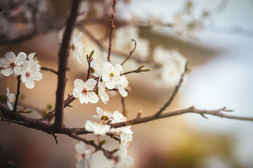 White blossoms in sprintime
