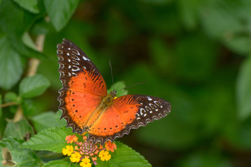 A Beautiful Butterfly