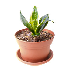 Young green sansevieria in orange pot