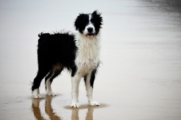 Dog on the beach