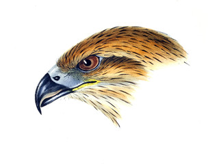 Illustration of bird