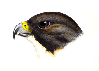 Illustration of bird