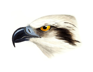 Illustration of bird