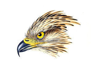 Illustration of bird